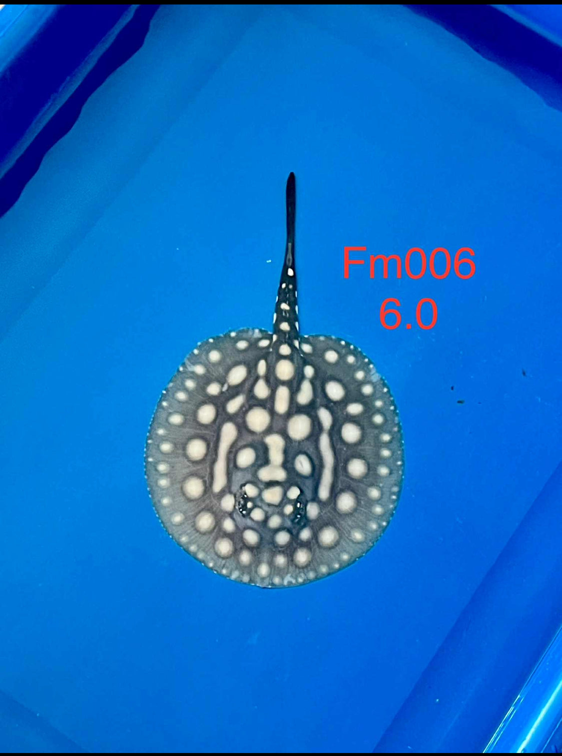 Black Diamond Hybrid Stingray Female 06