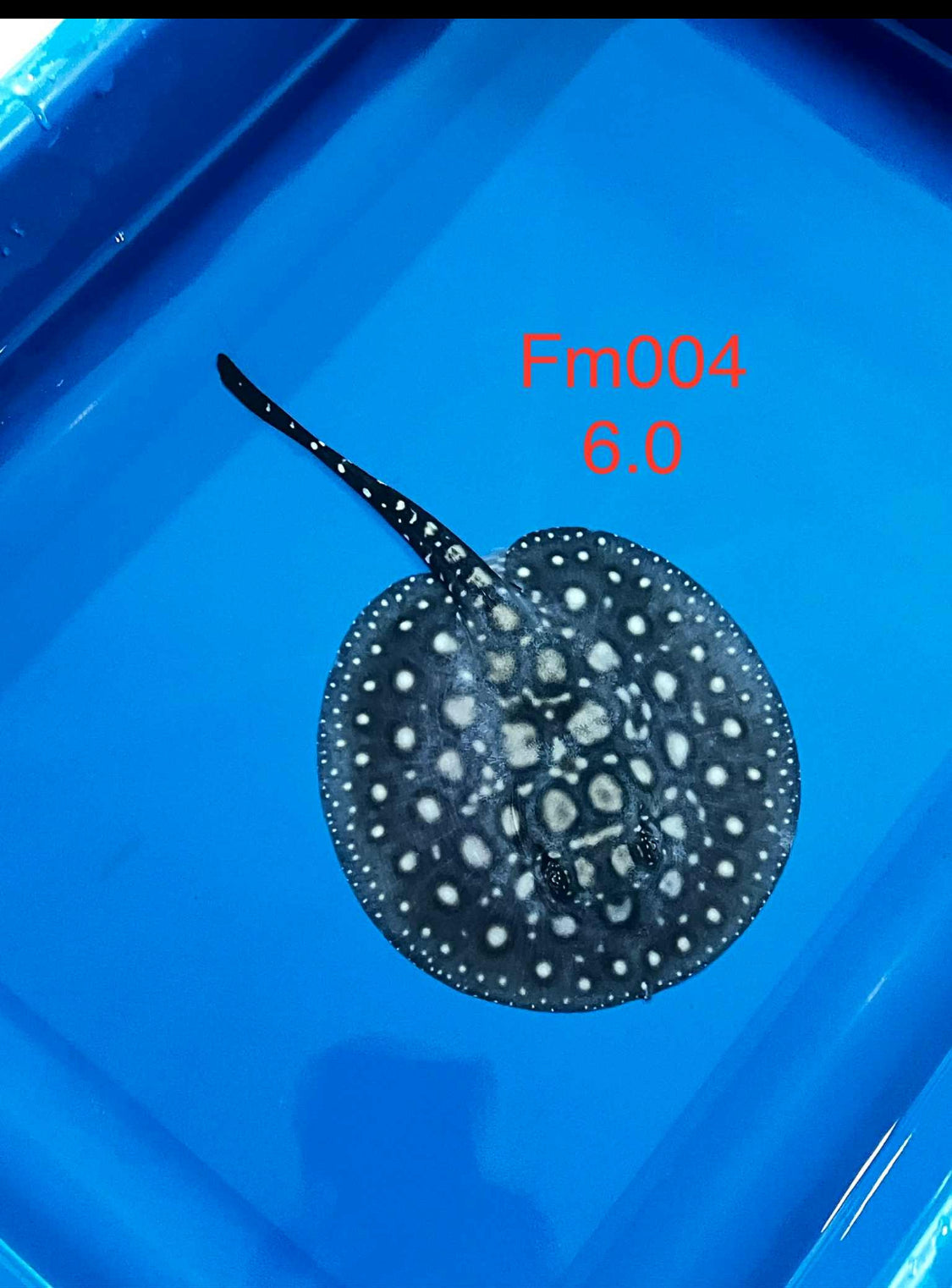 Black Diamond Hybrid Female F004