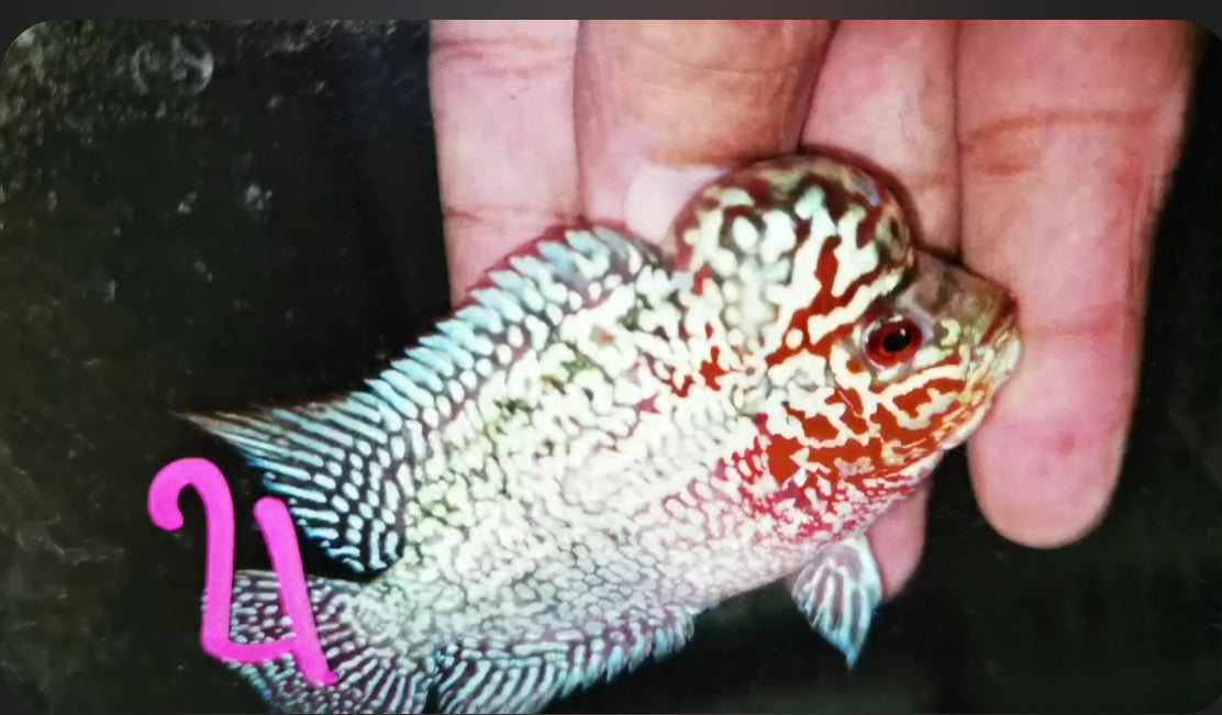 Super Red Dragon Flowerhorn ( Male ) -J21