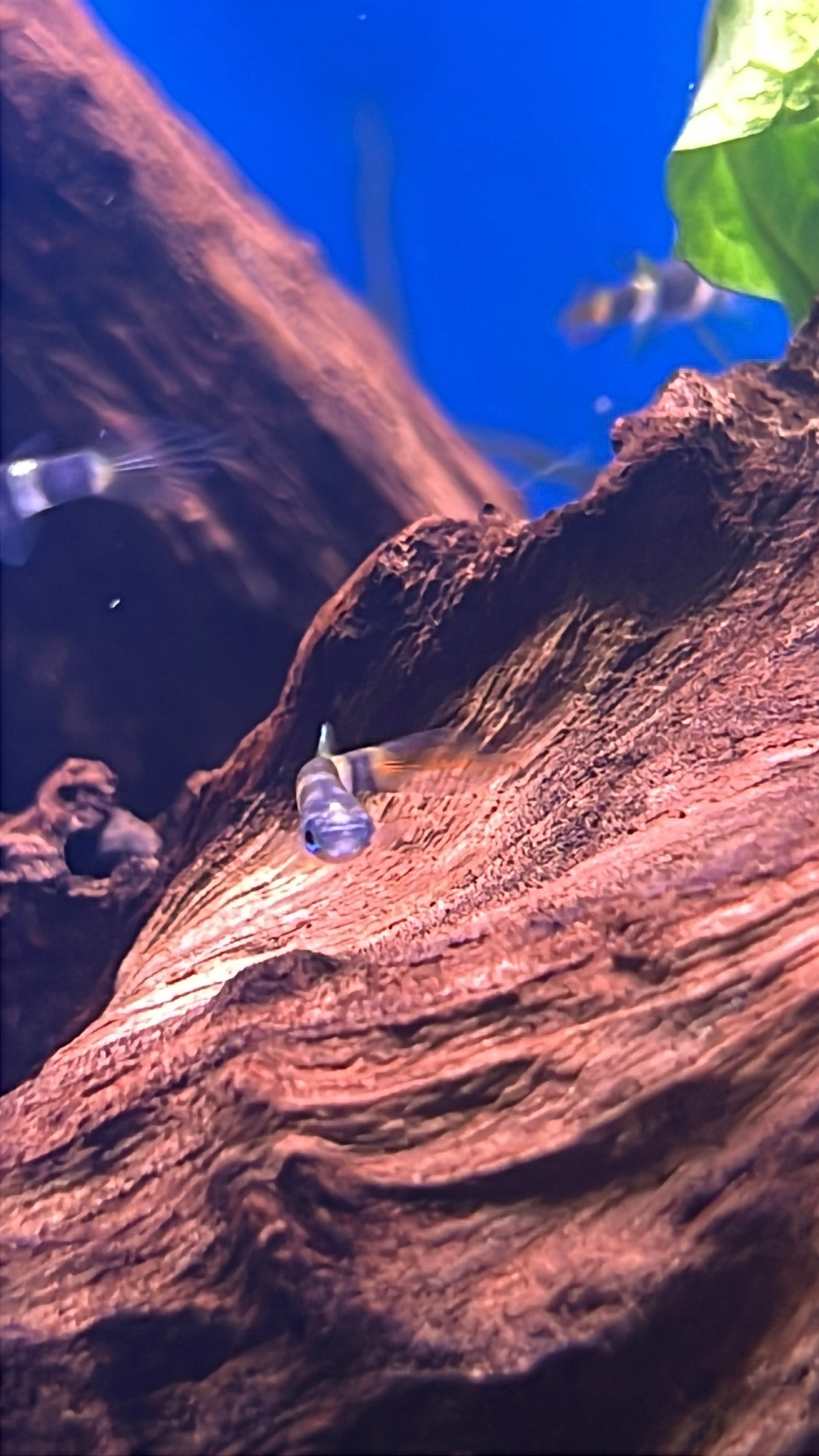 Clown Killifish ( 10 Pack )