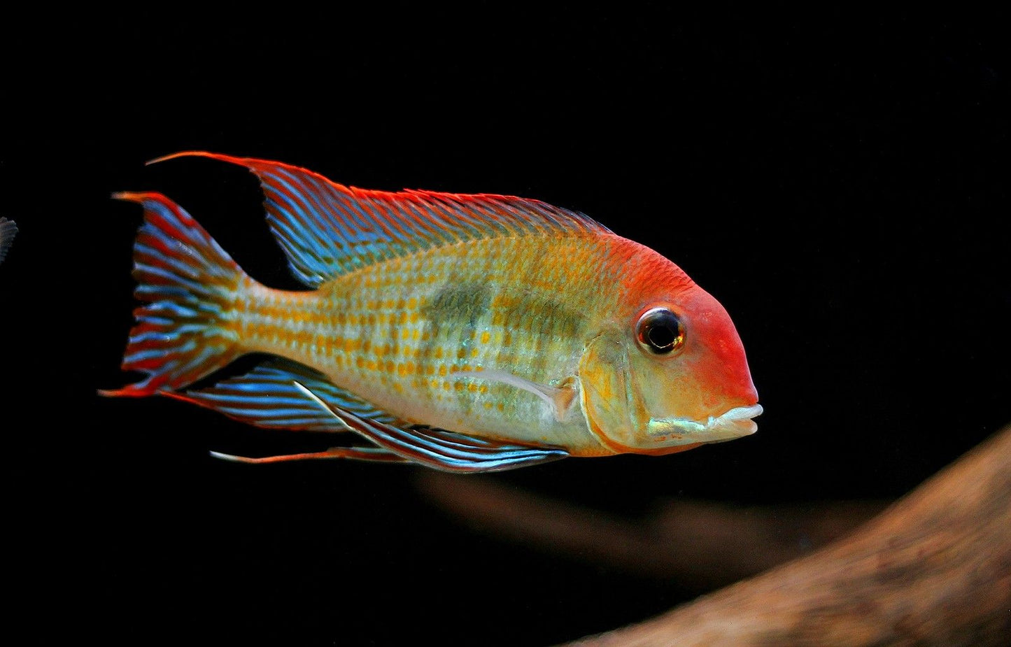 Red Head Tapajos Geophagus 3-4"
