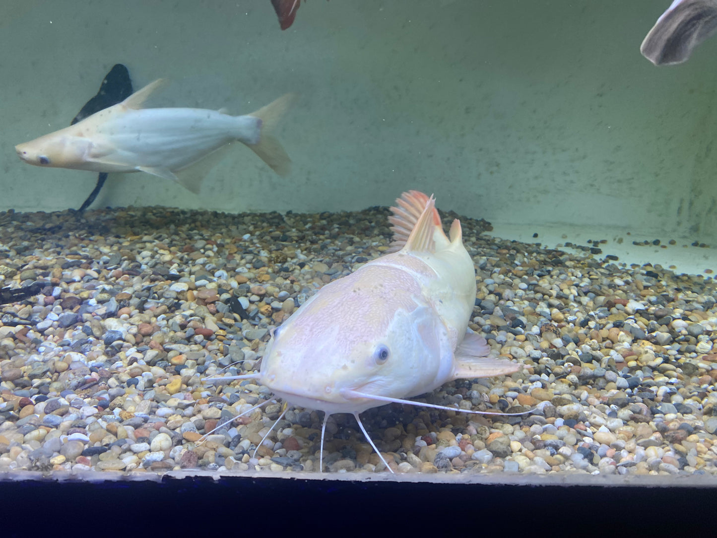 Platinum Redtail Catfish 20"