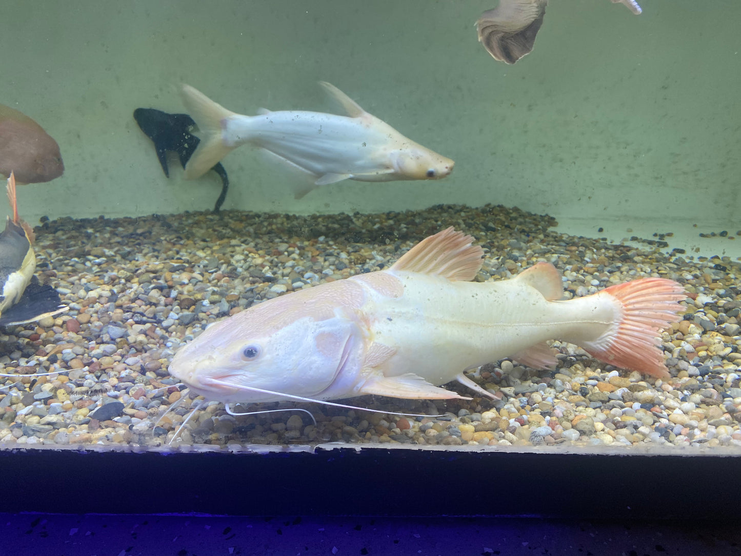 Platinum Redtail Catfish 20"