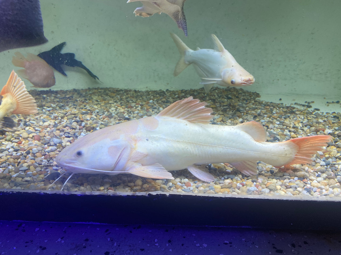 Platinum Redtail Catfish 20"