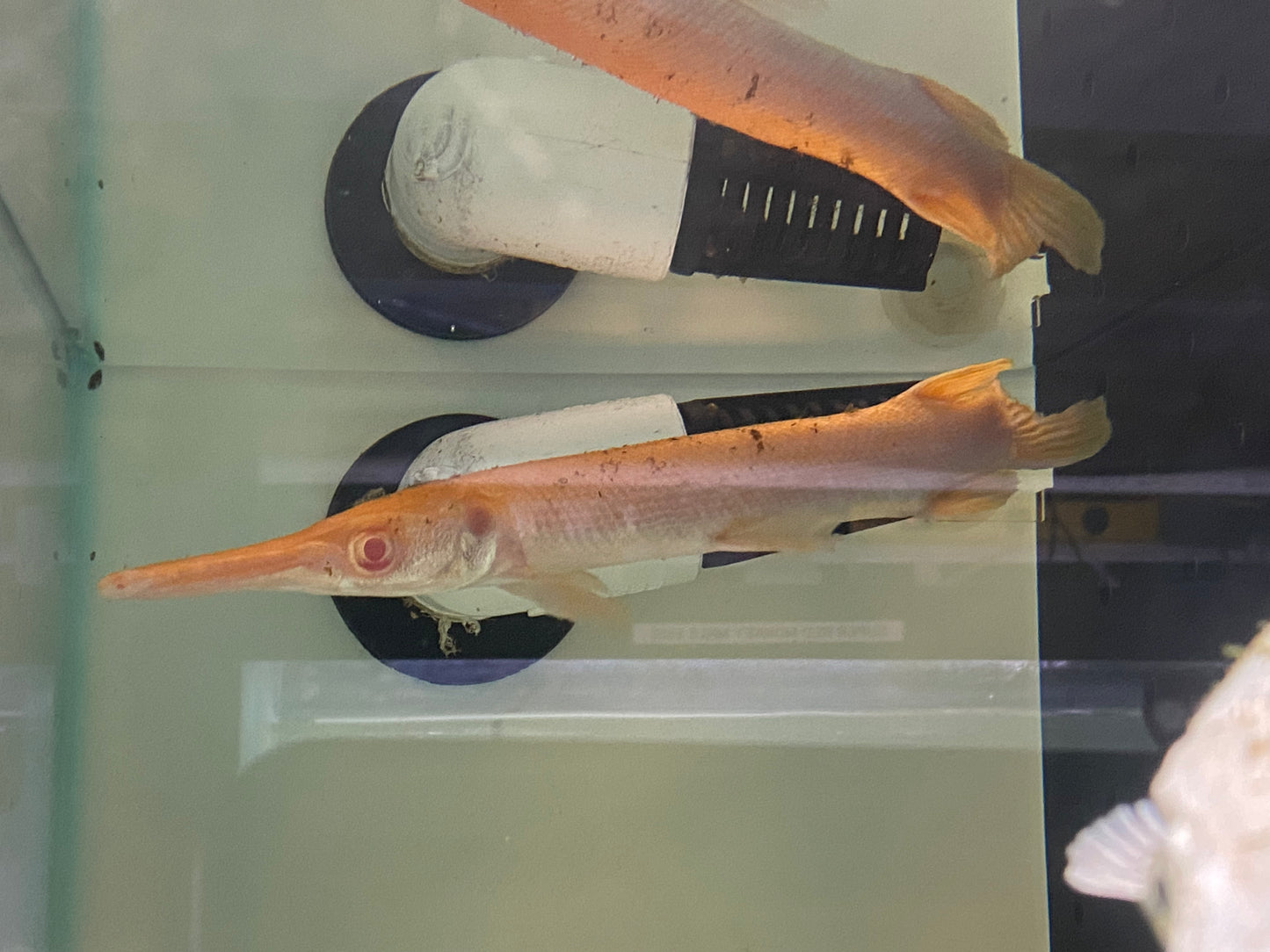 Albino Alligator Gar 8-9"