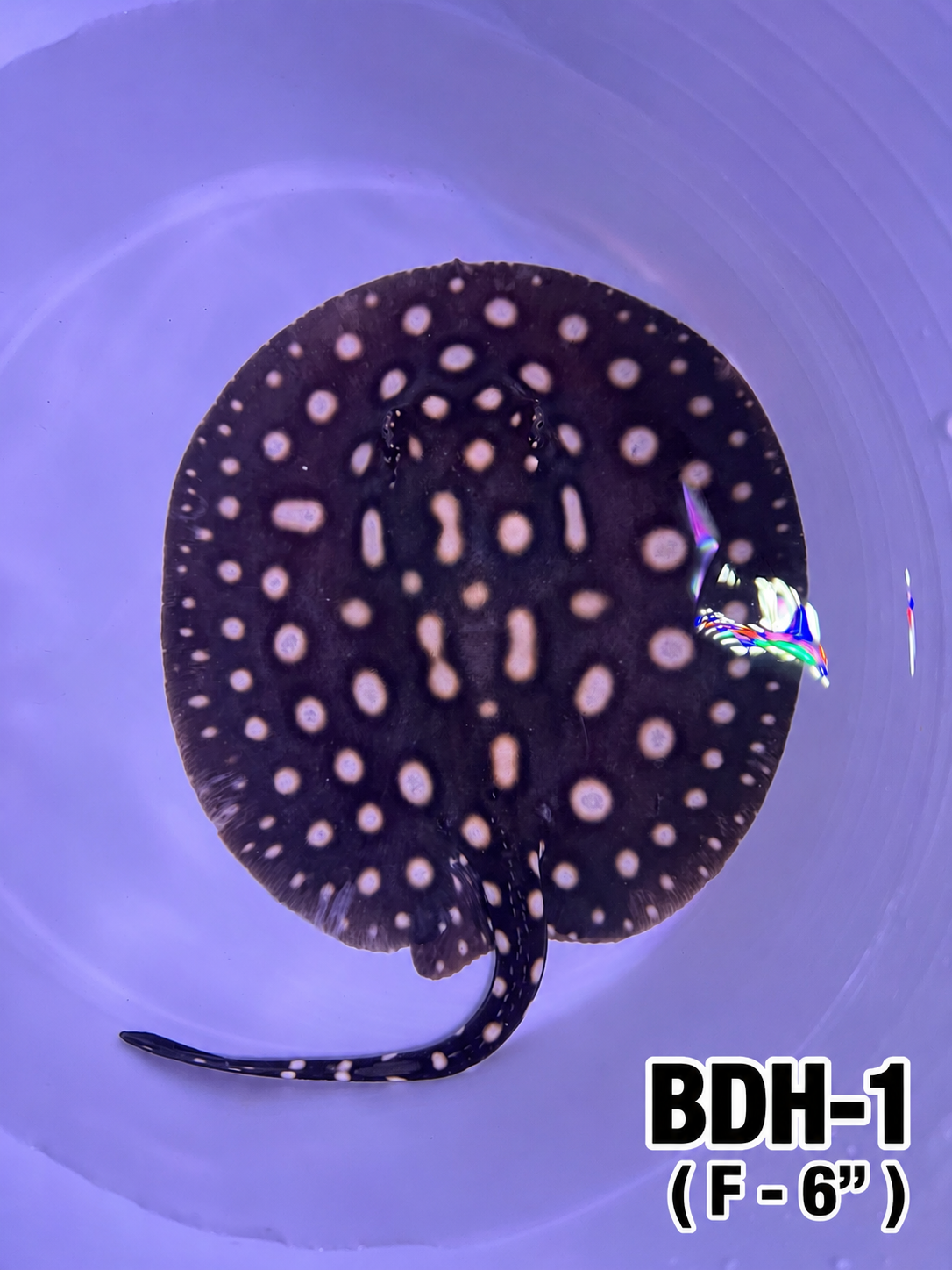 Black Diamond Hybrid Stingray ( Female 1 ) 6"