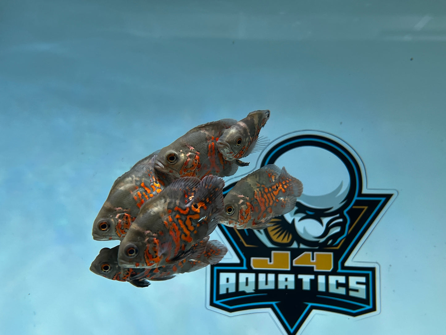 Coin Tiger Oscars 2-2.5"