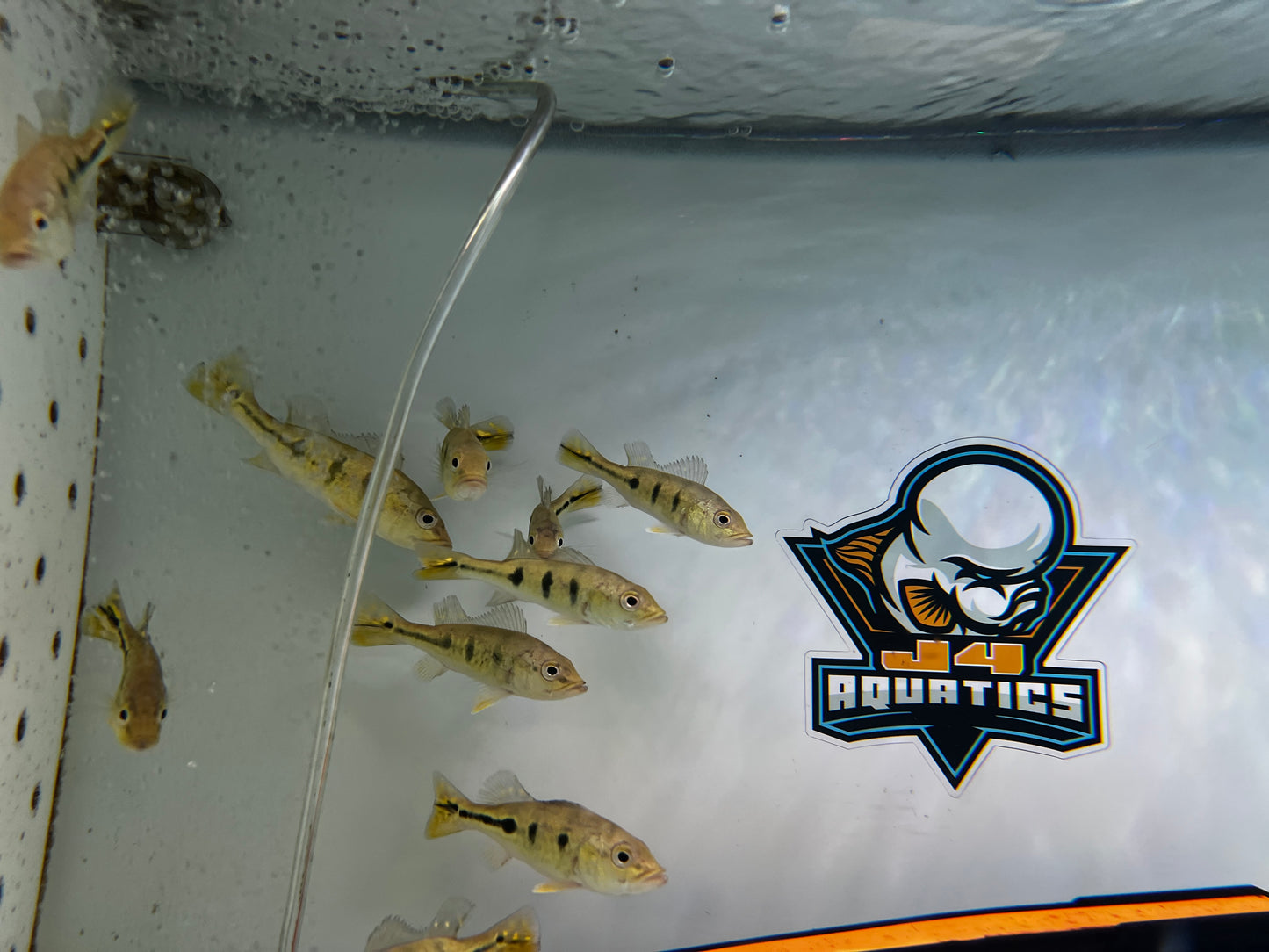 Golden Kelberi Bahia Bass 4-5"