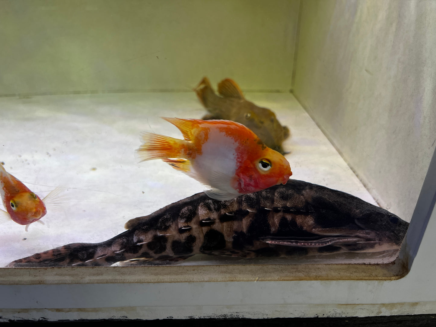 Iriwini Catfish 10"