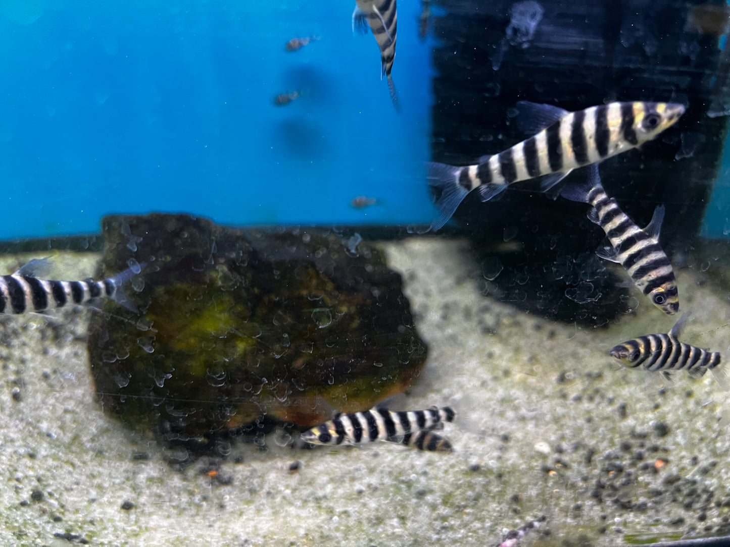 Leporinus Fasciatus 2.5-3"