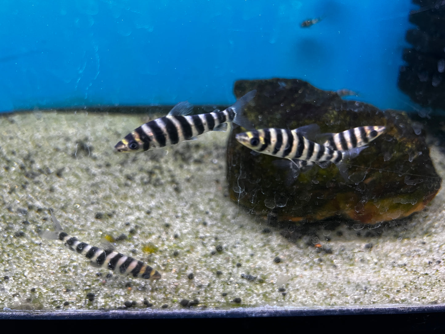 Leporinus Fasciatus 2.5-3"