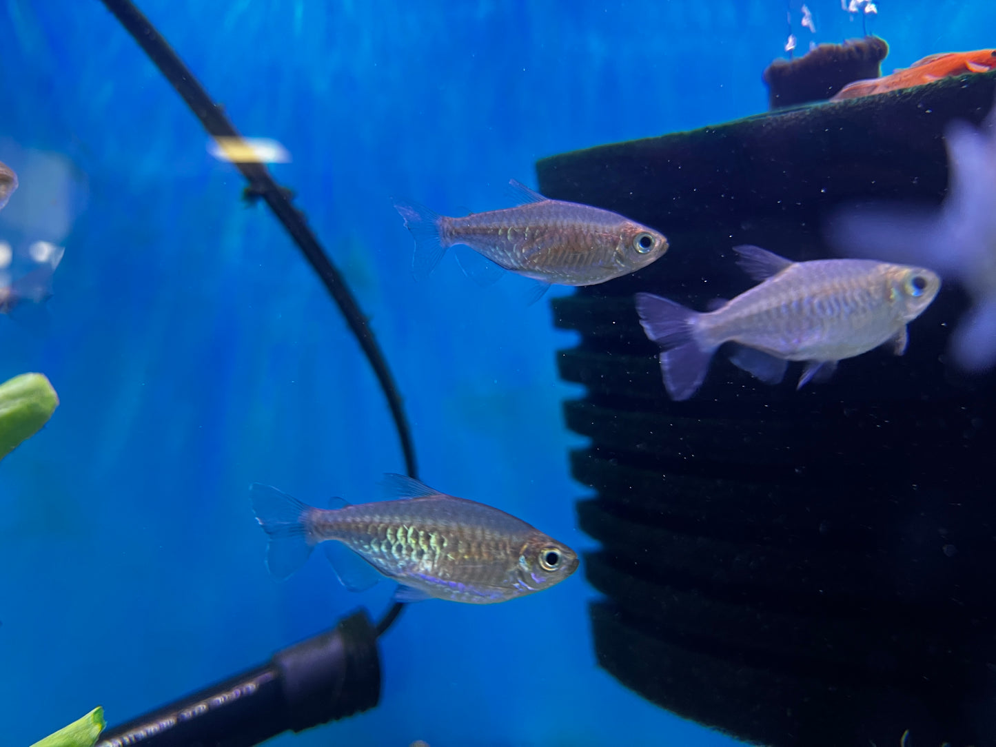 Congo Tetras 1-2"