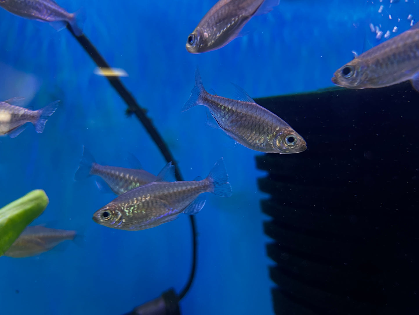 Congo Tetras 1-2"