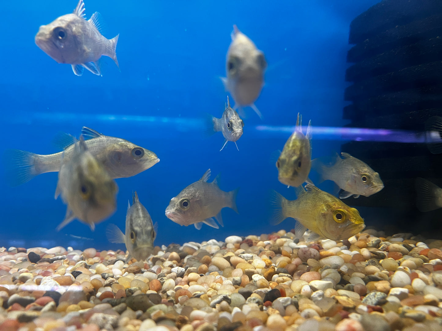 Mouth Almighty Glossamia Aprion 3-4"