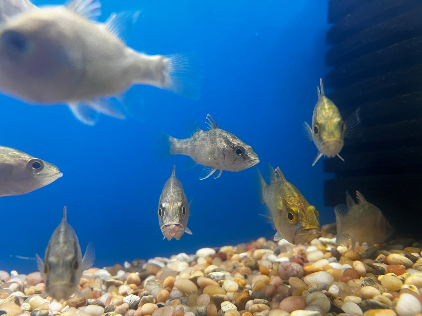Mouth Almighty Glossamia Aprion 3-4"