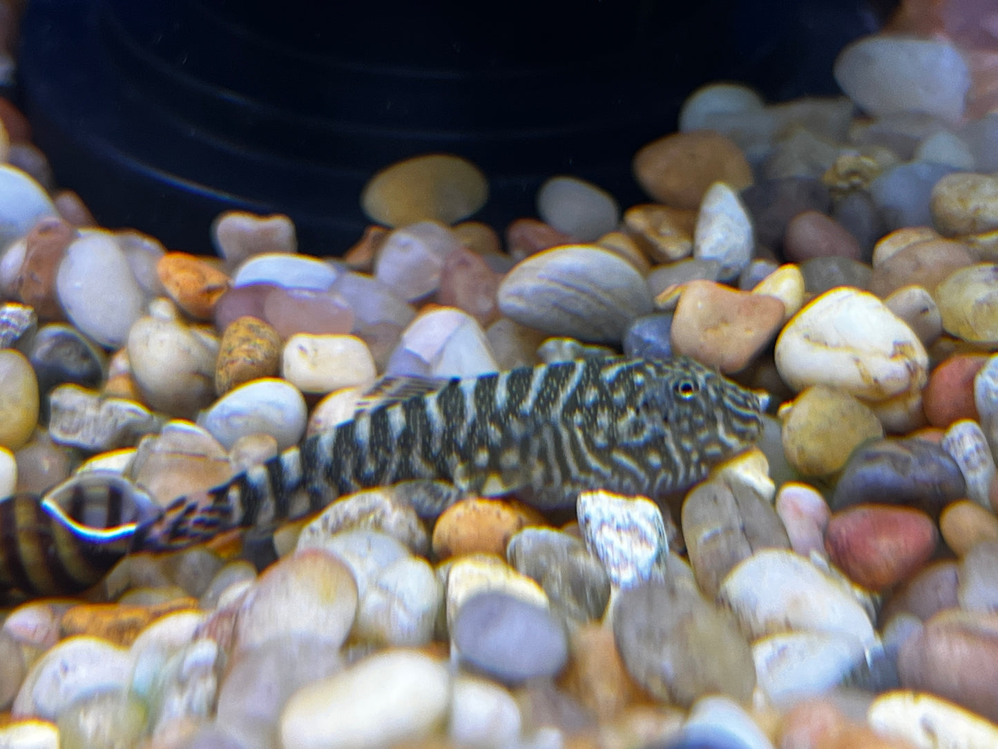 SK01 Pink Tail Borneo Hillstream Loaches ( Gastromyzon Sp ) Rare