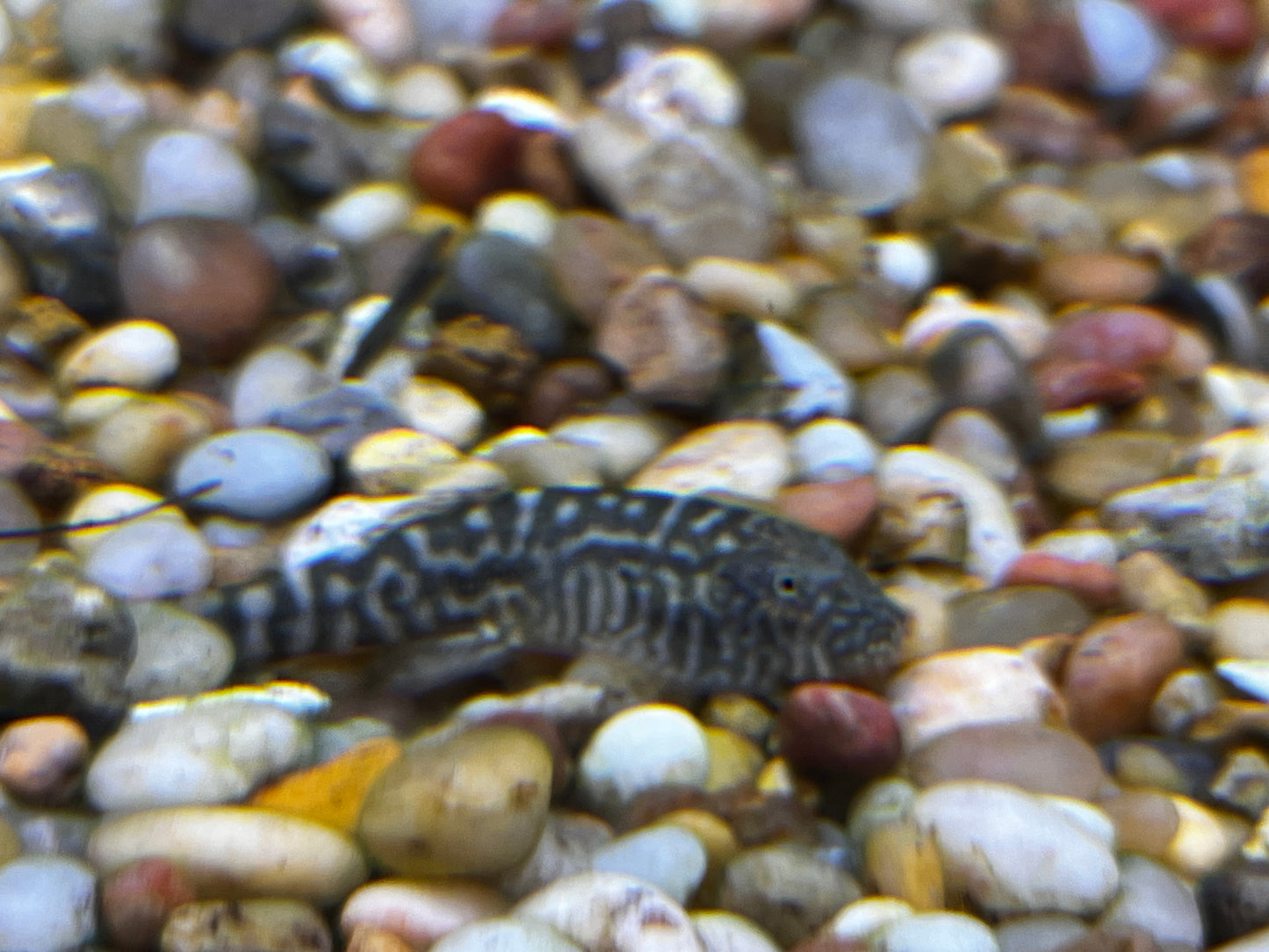 SK01 Pink Tail Borneo Hillstream Loaches ( Gastromyzon Sp ) Rare