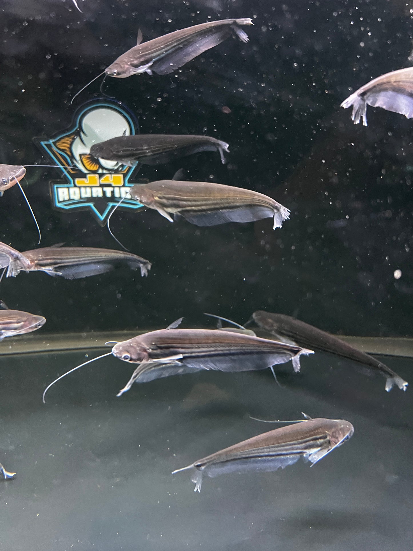 Glass Catfish 5-6"