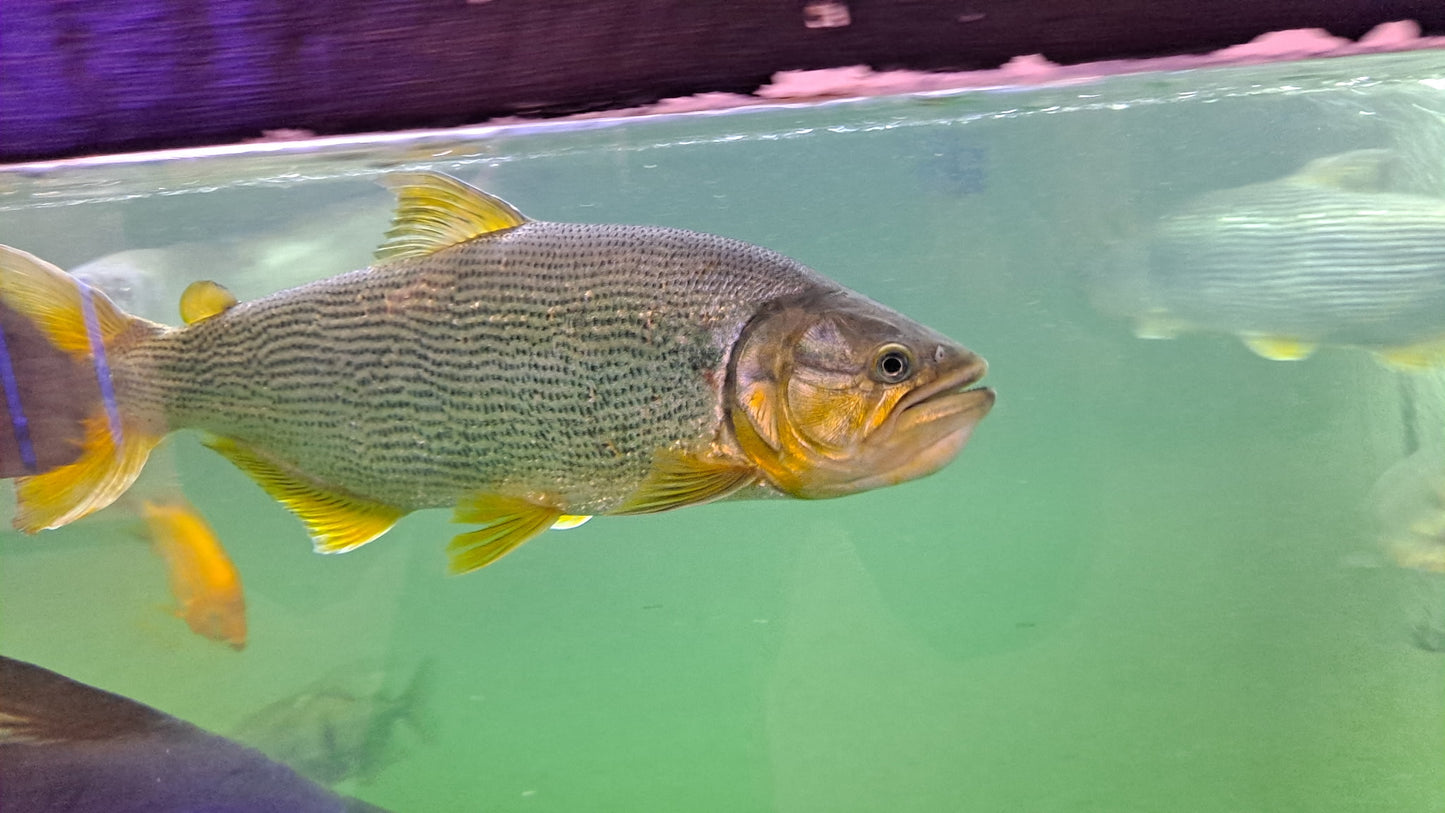 Golden Dorado 20-24"