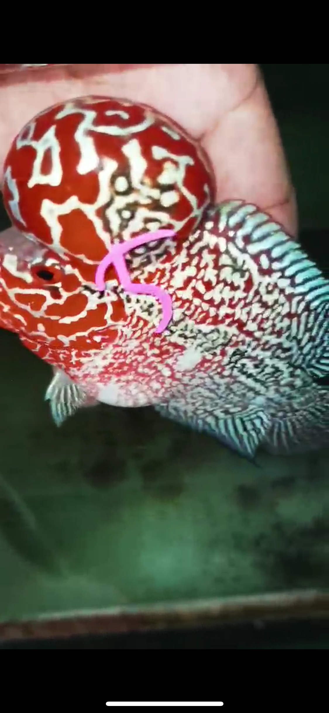 HQ Super Red Dragon Flowerhorn V-005