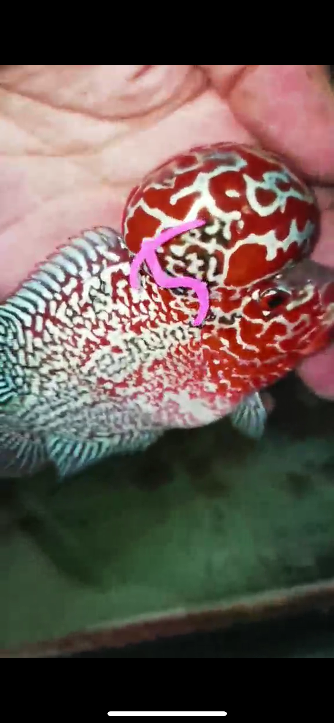 HQ Super Red Dragon Flowerhorn V-005