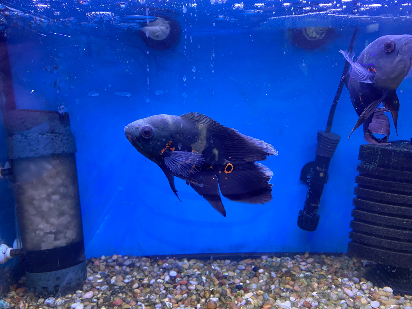 Longfin Tiger Oscars
