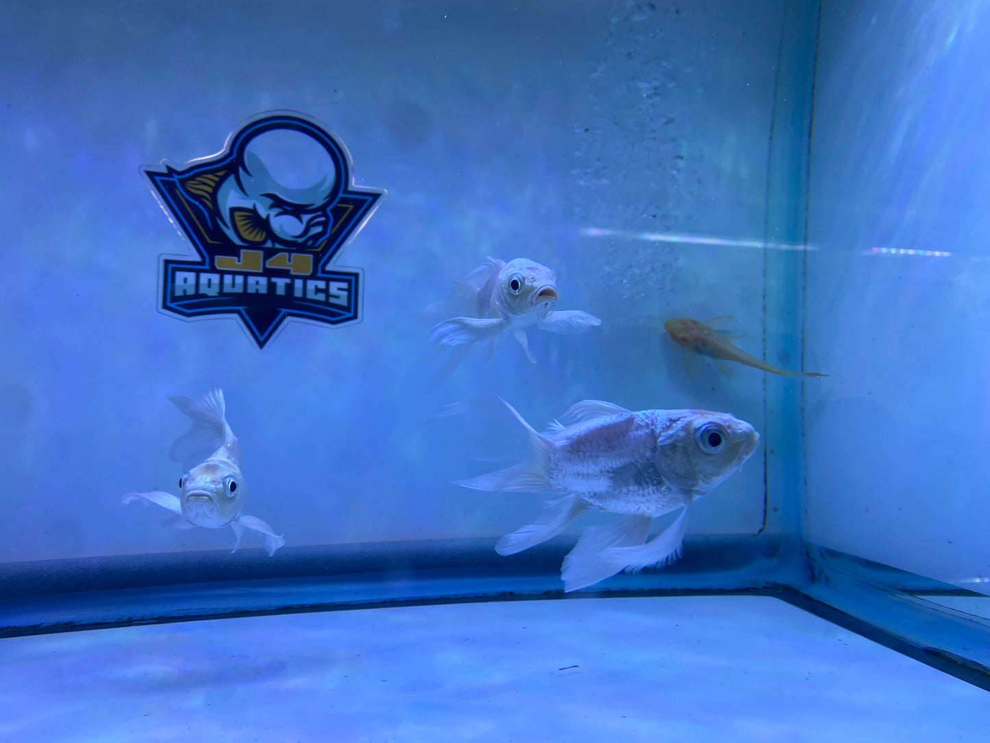 Platinum SB ButterflyKois 3-4"