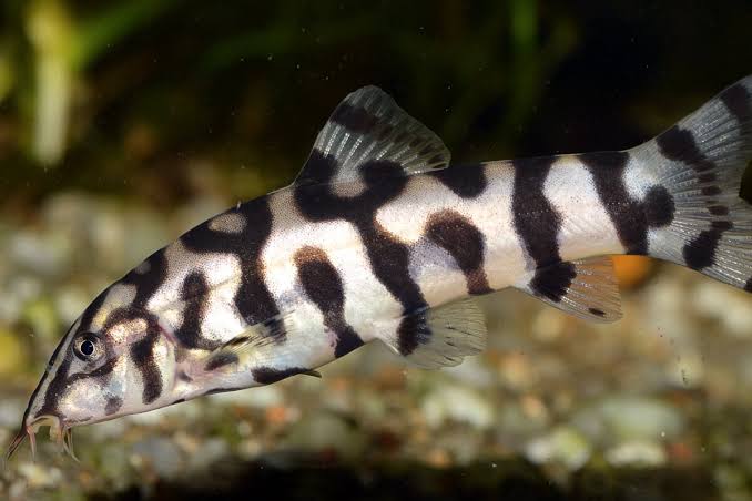 Yoyo Loach 1.5" (3Pack)