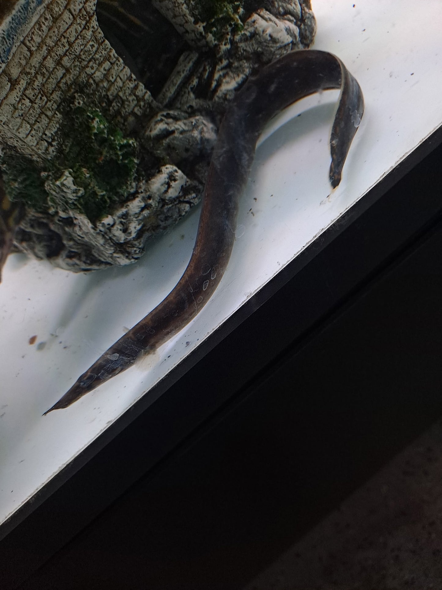 Black Pearly Eel "Mastacembelus Notophthalmus