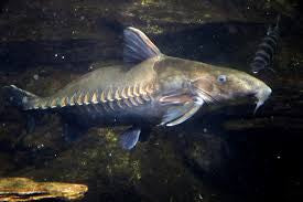 niger catfish 20"
