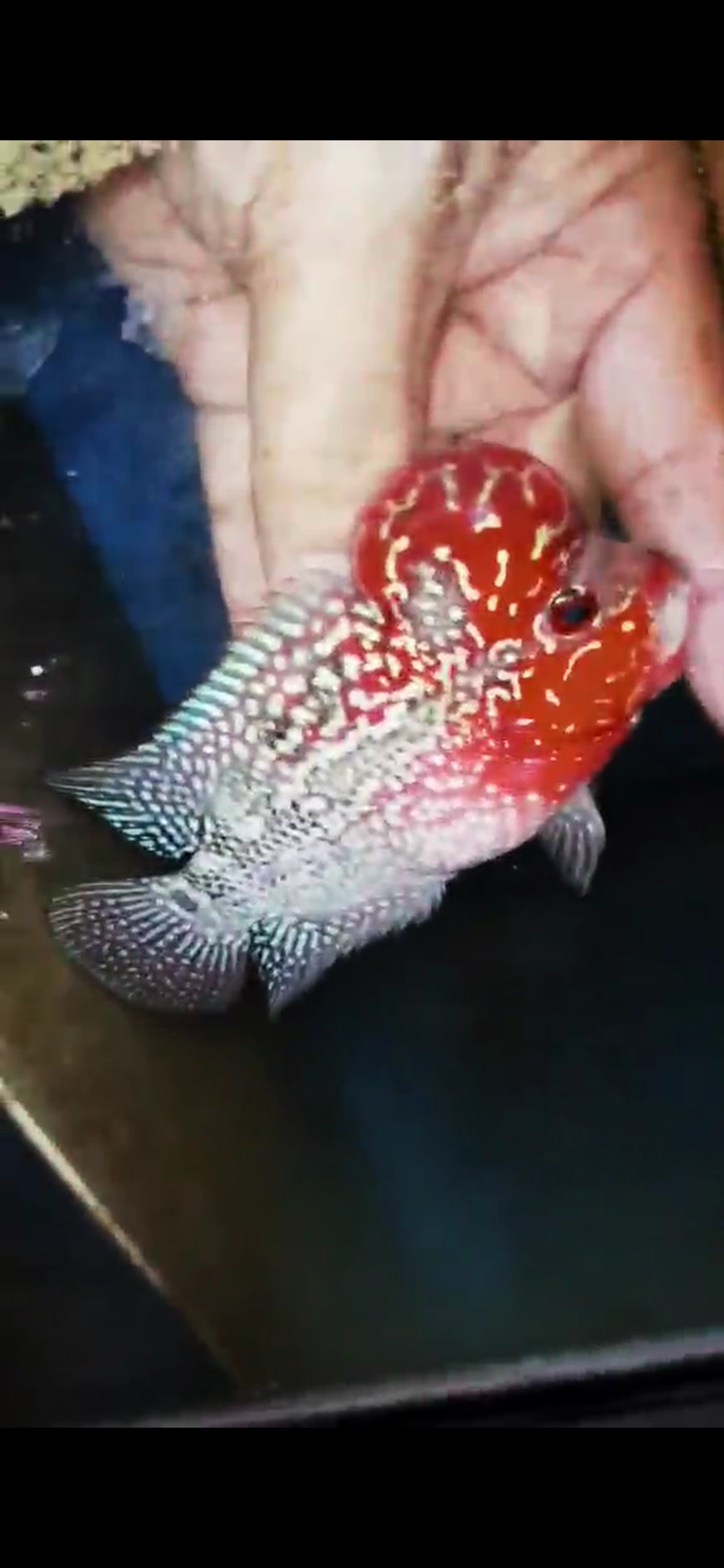 Super Red Dragon Flowerhorn ( Male ) #15