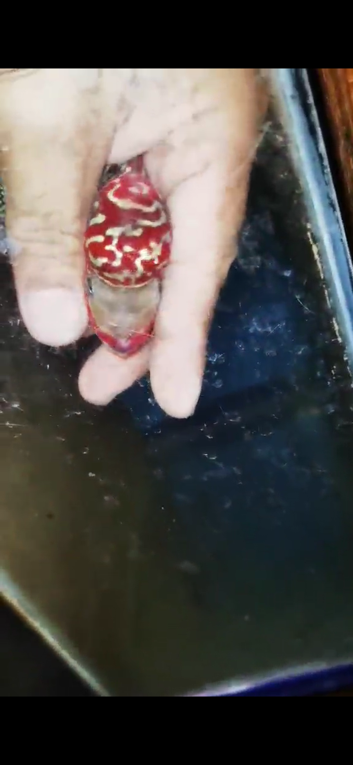 Super Red Dragon Flowerhorn ( Male ) #8