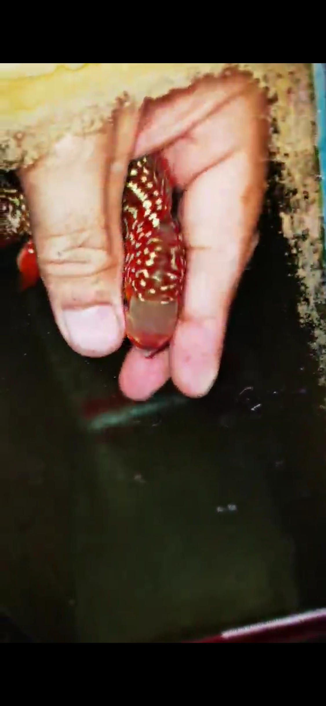 Kamfa F2 Flowerhorn ( Male ) #14