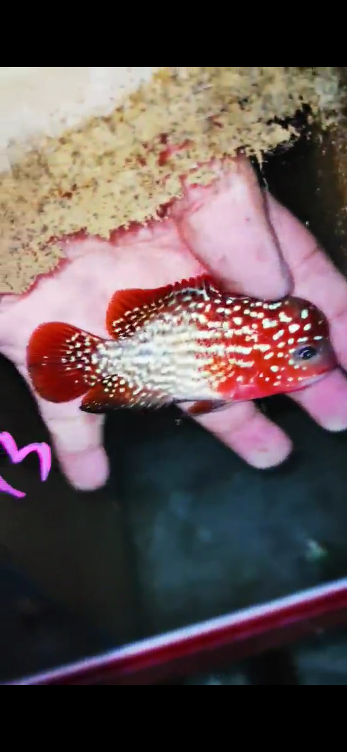 Kamfa F2 Flowerhorn ( Male ) #13