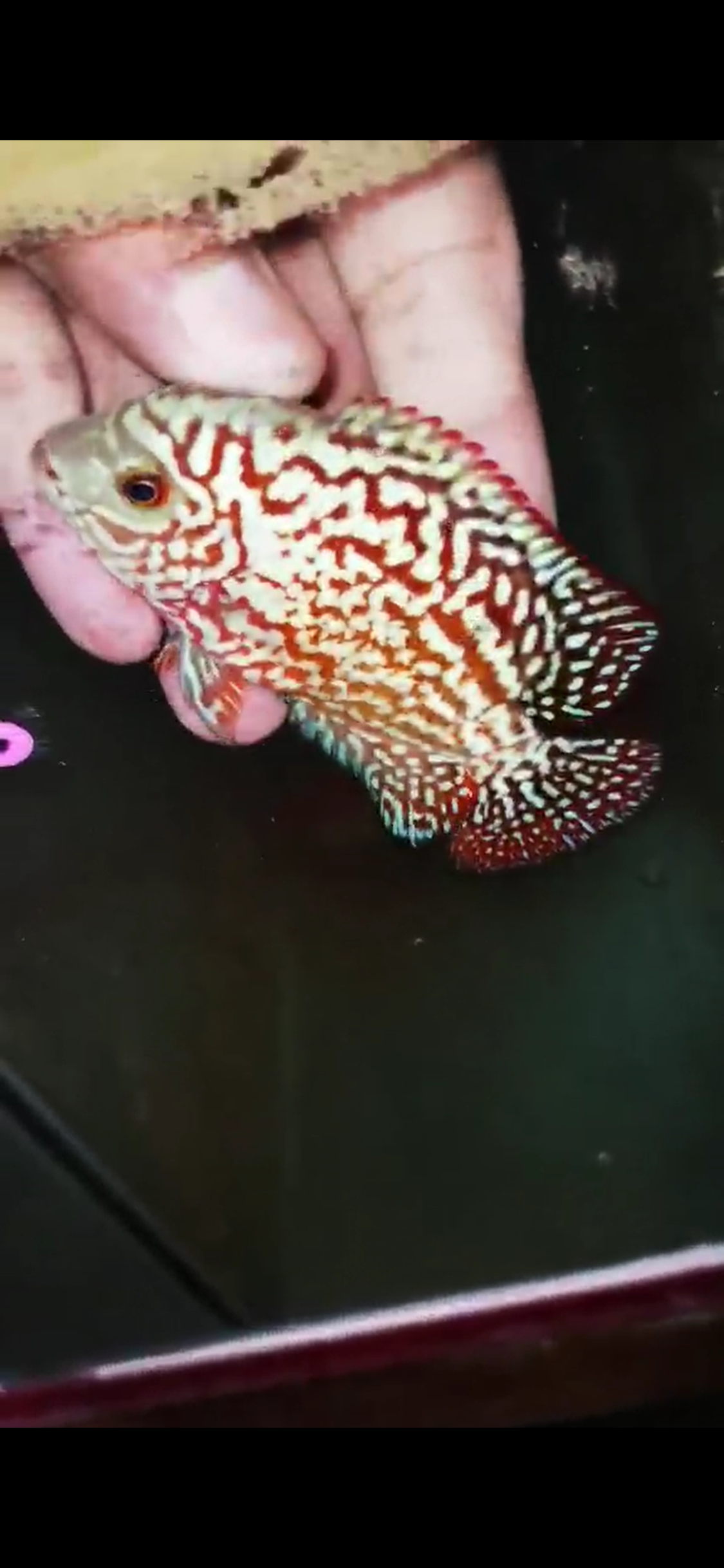 Kamfa F2 Flowerhorn ( Male ) #18