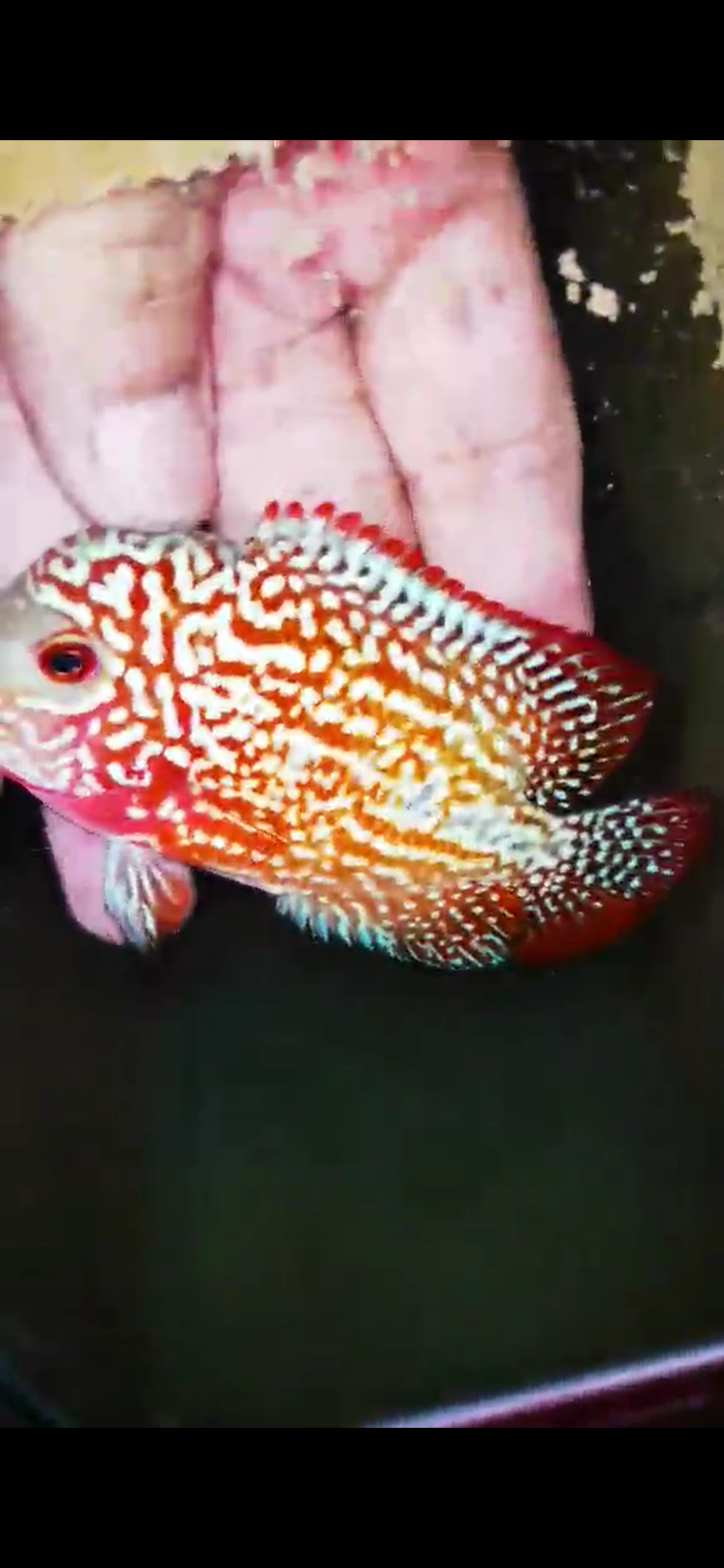 Kamfa F2 Flowerhorn ( Male ) #16