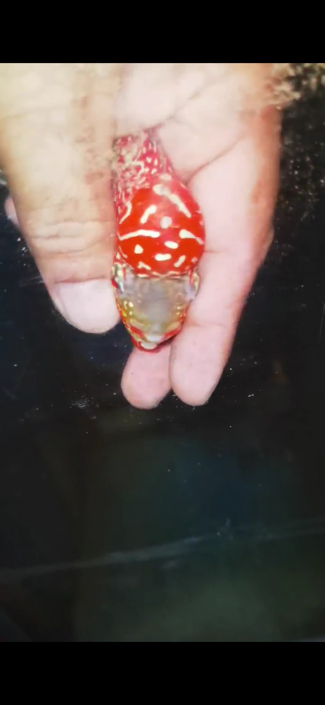 Golden Base Flowerhorn ( Male ) #1