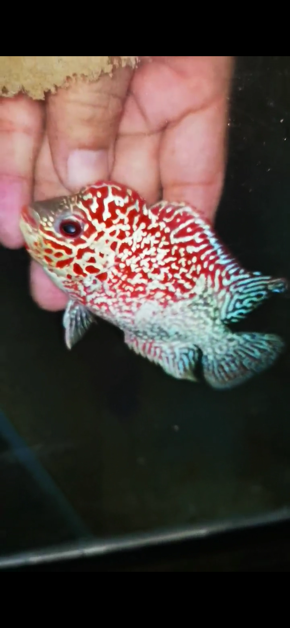 Golden Base Flowerhorn ( Male ) #2