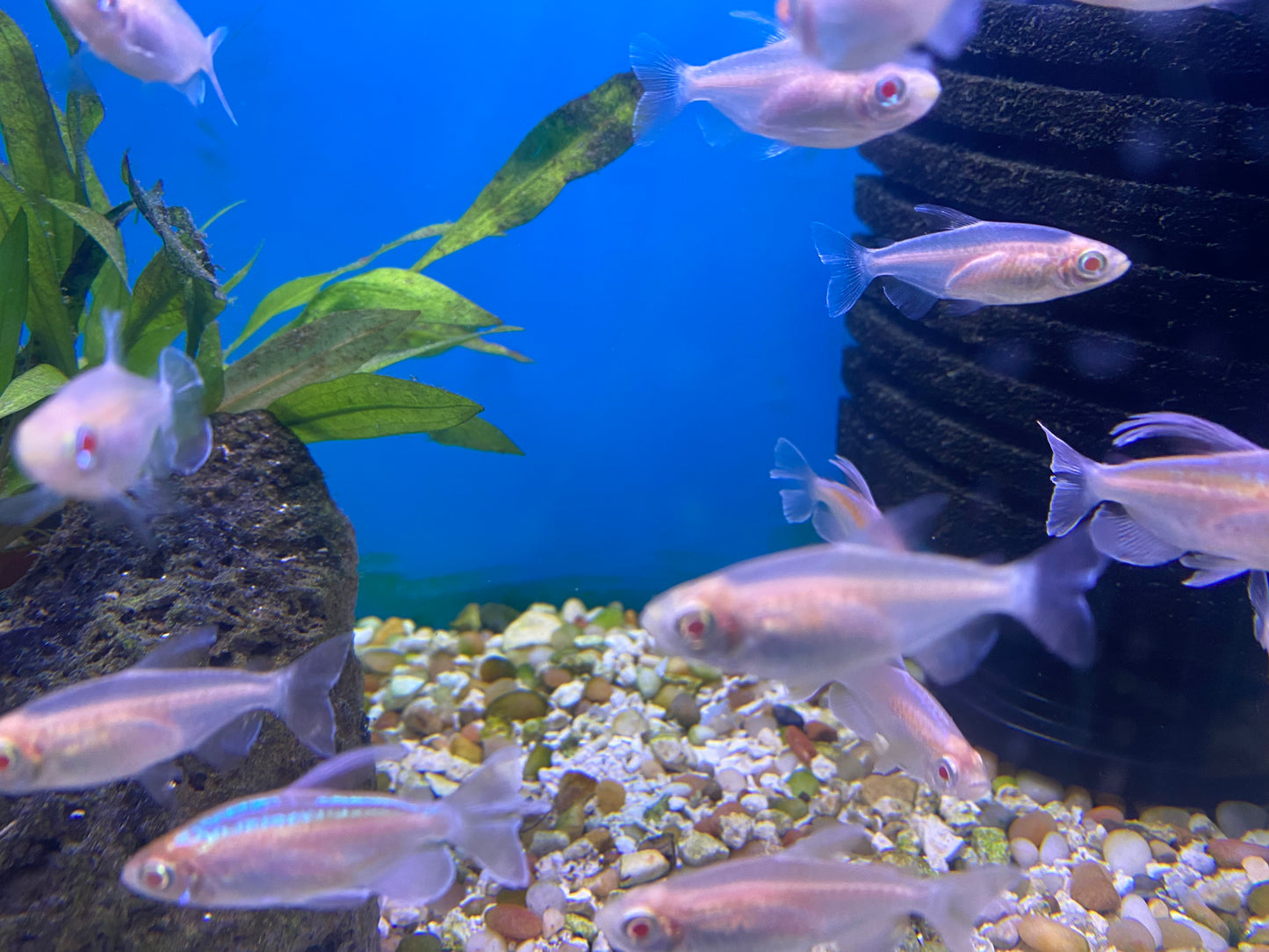 Albino Congo Tetra 1.5-2"