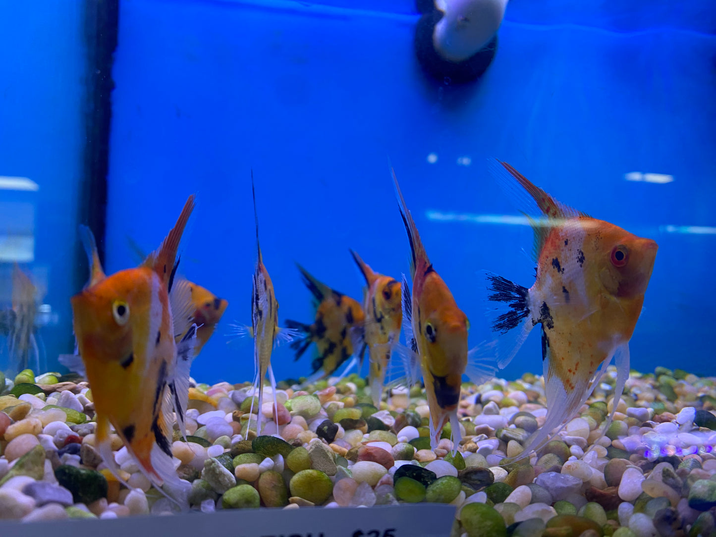 Red Devil Angelfish