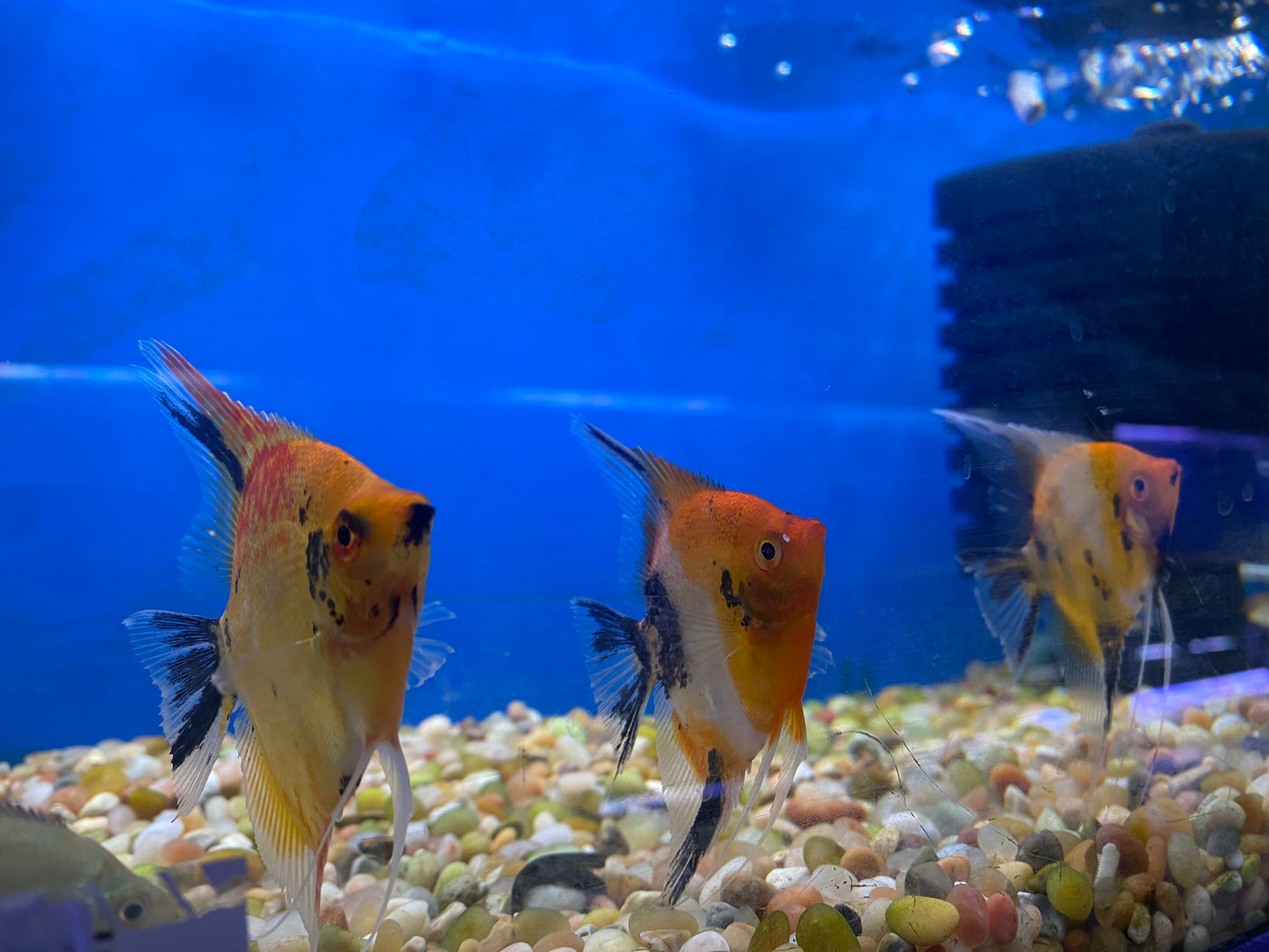 Red Devil Angelfish
