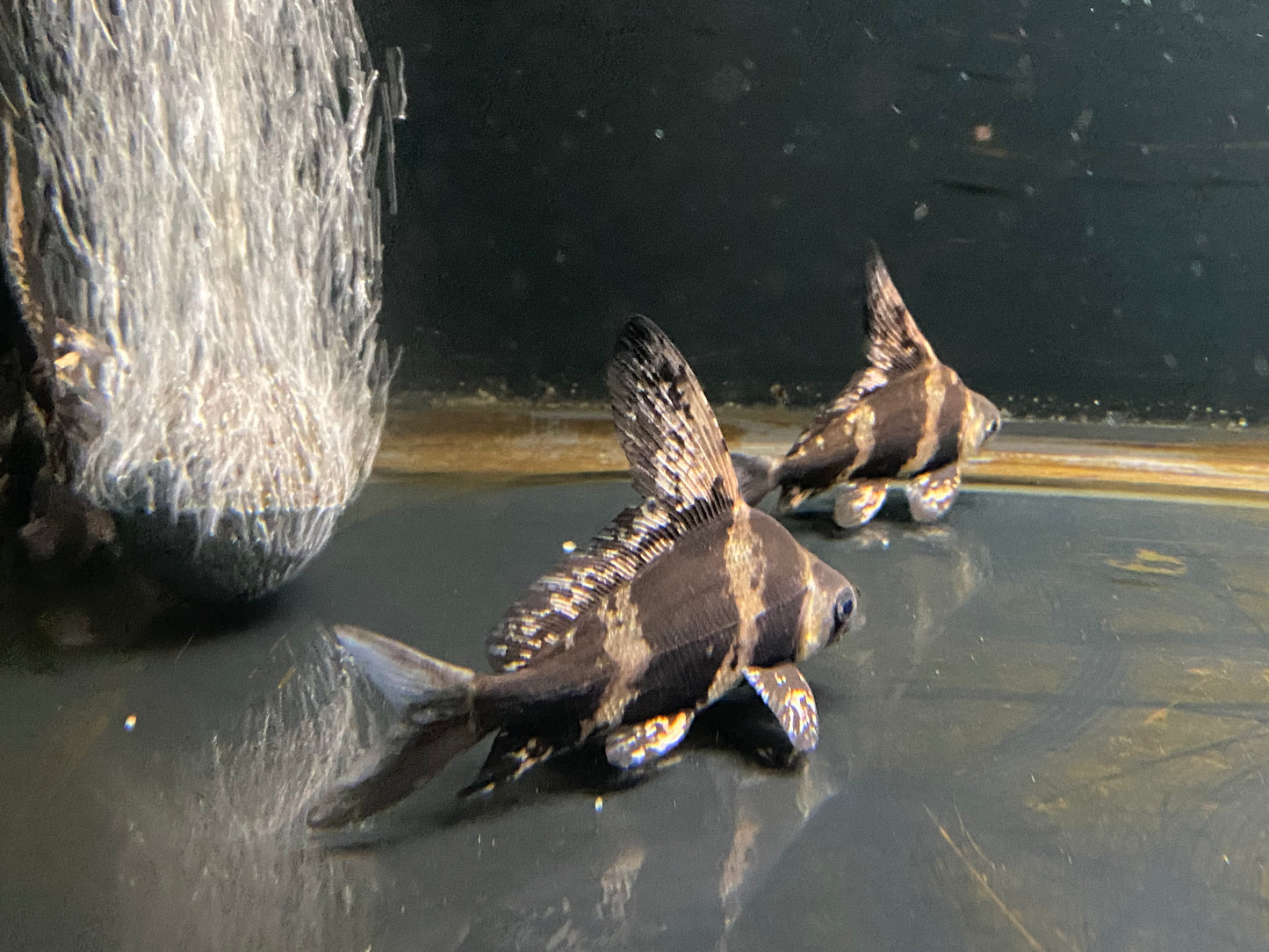 Chinese High Fin Banded Shark ( Loach ) 1-2"
