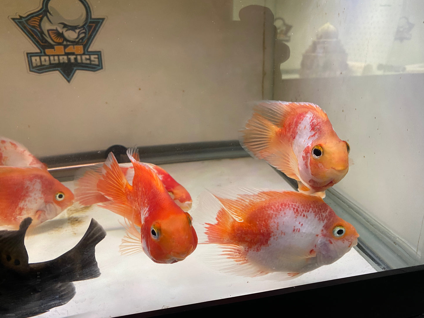Santa Parrot Cichlids