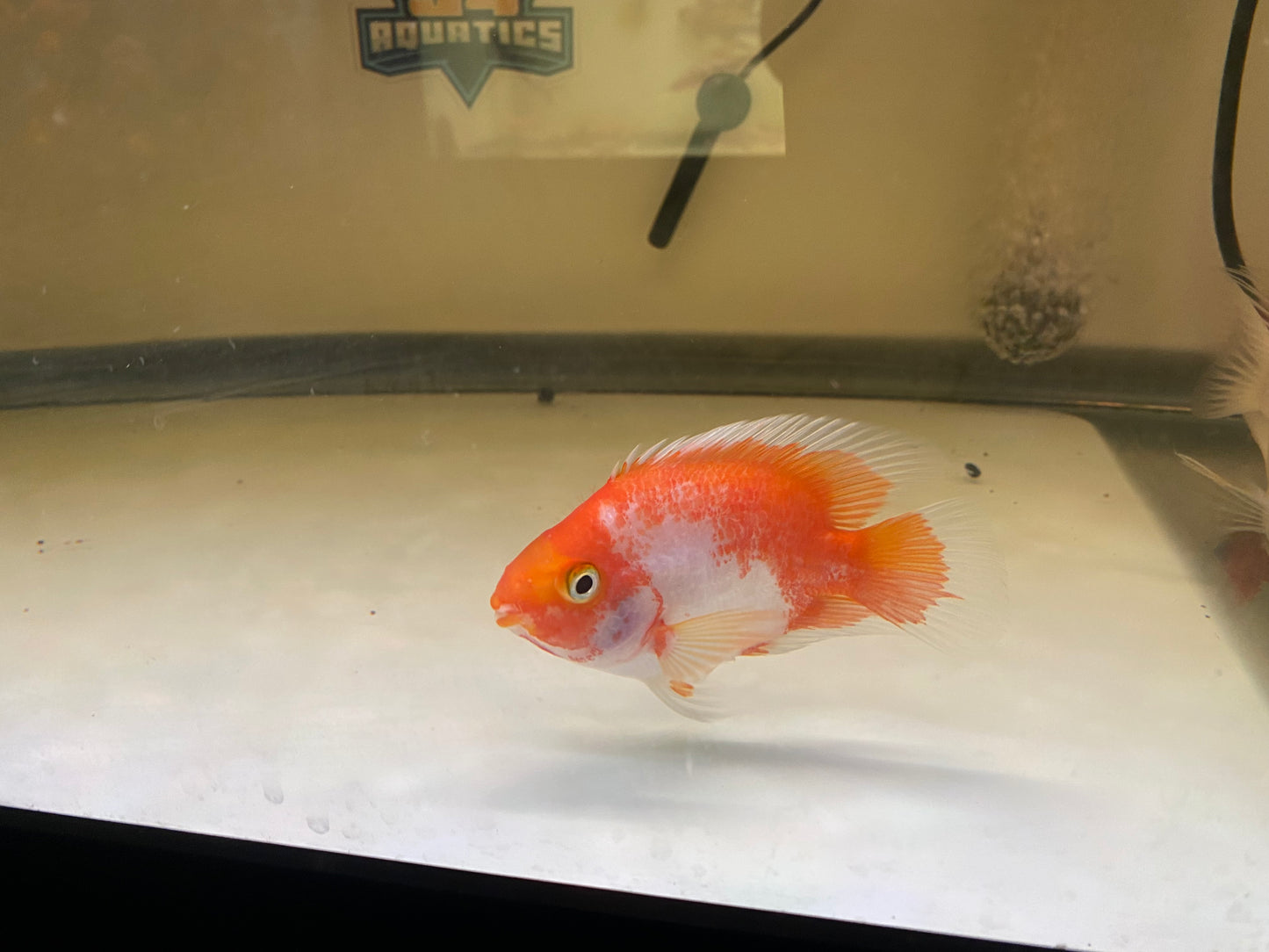 Santa Parrot Cichlids