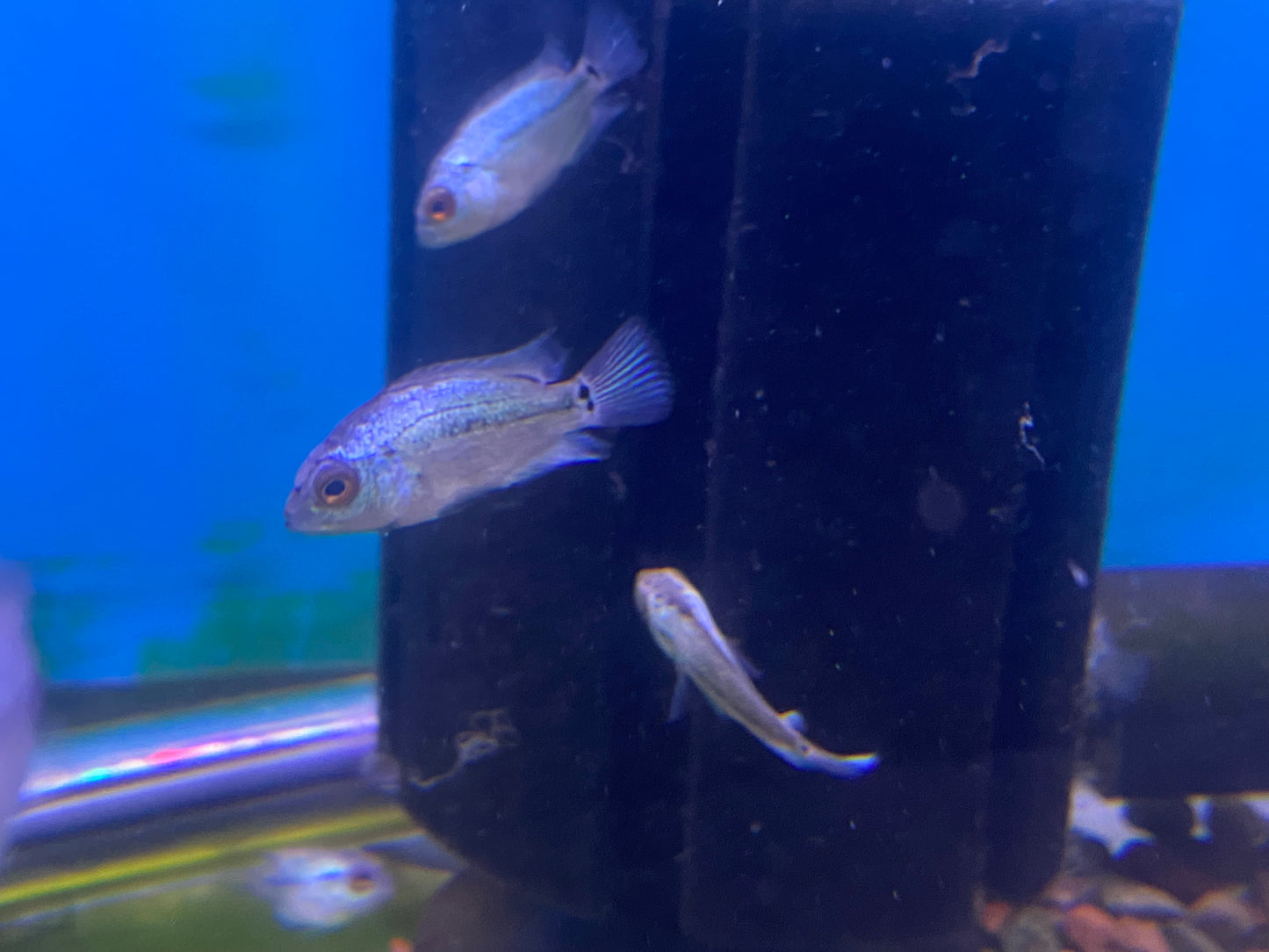 Thai Silk Flowerhorn Fry ( 5 Pack )