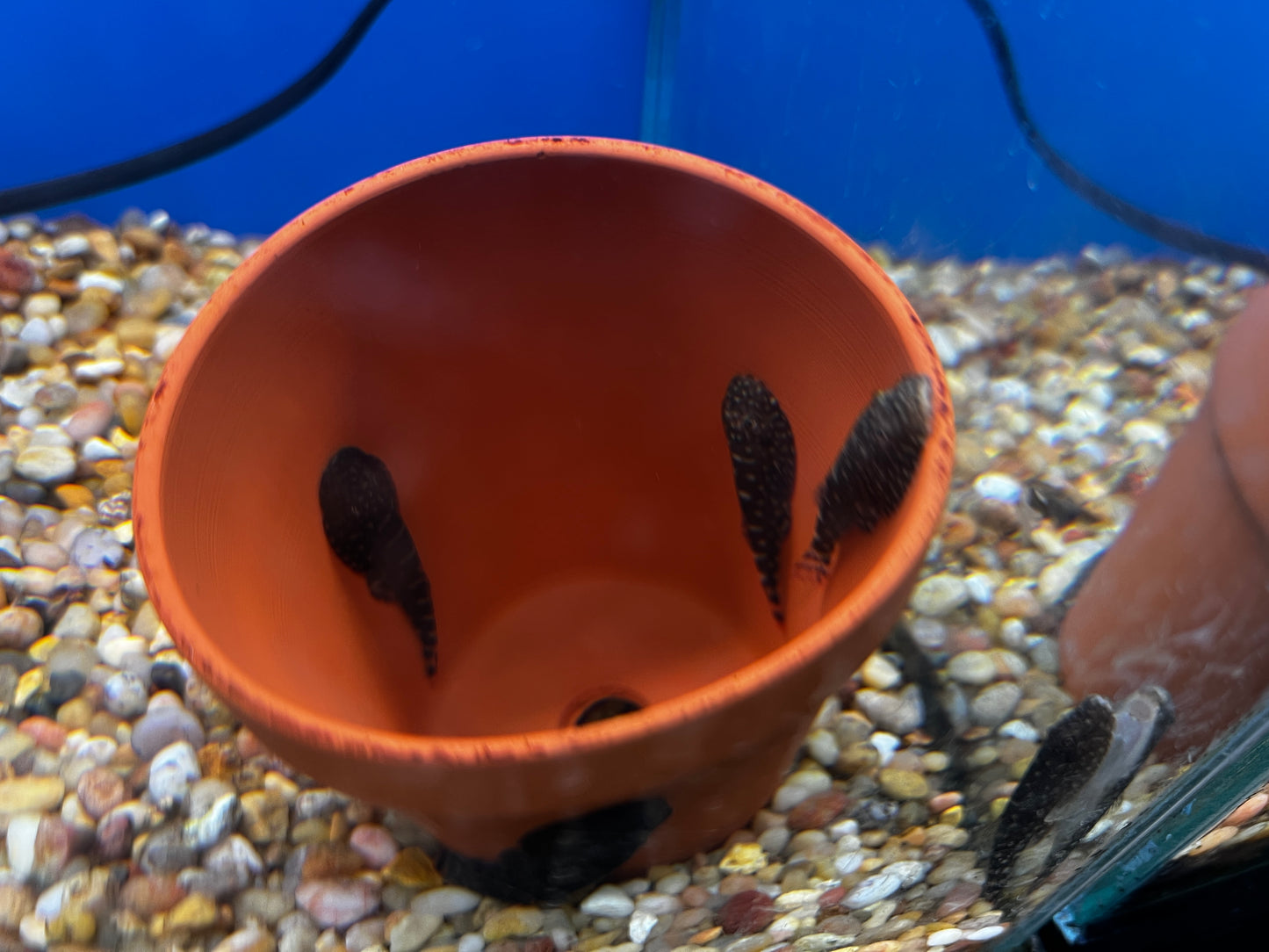 Pink Dot Hillstream Loaches