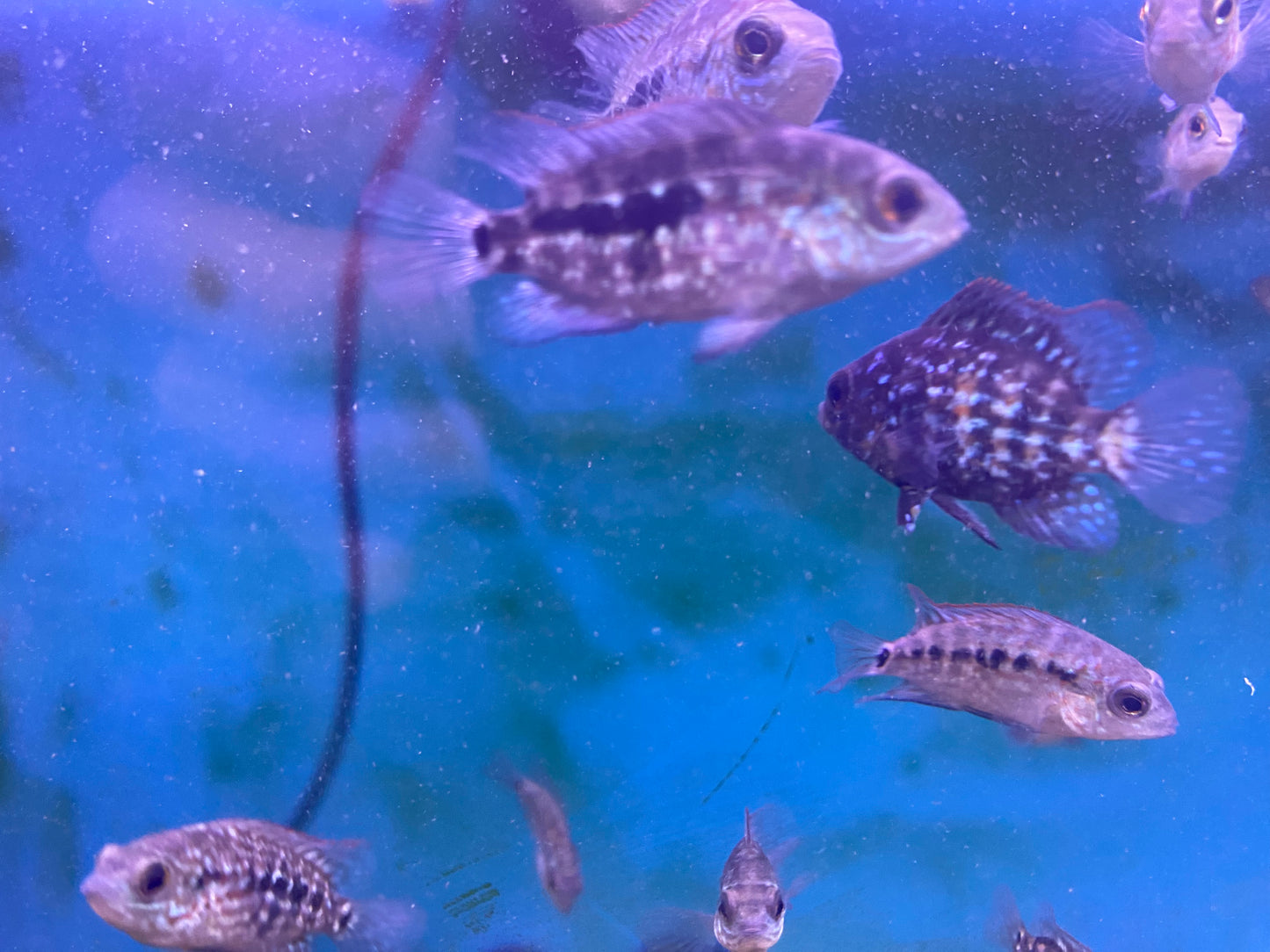 Super Red Texas 1-1.5" Fry ( unsexed )