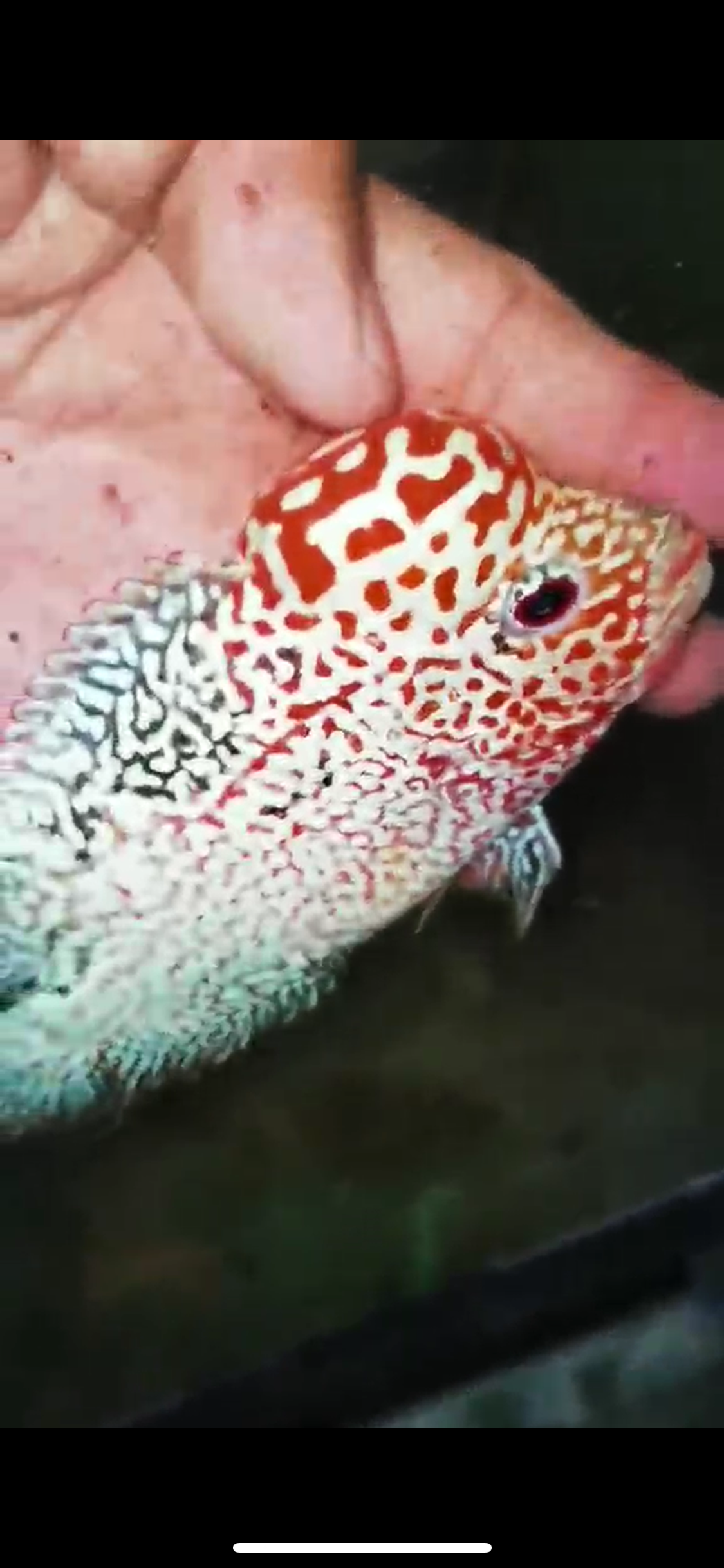 Golden Base Flowerhorn Male-003