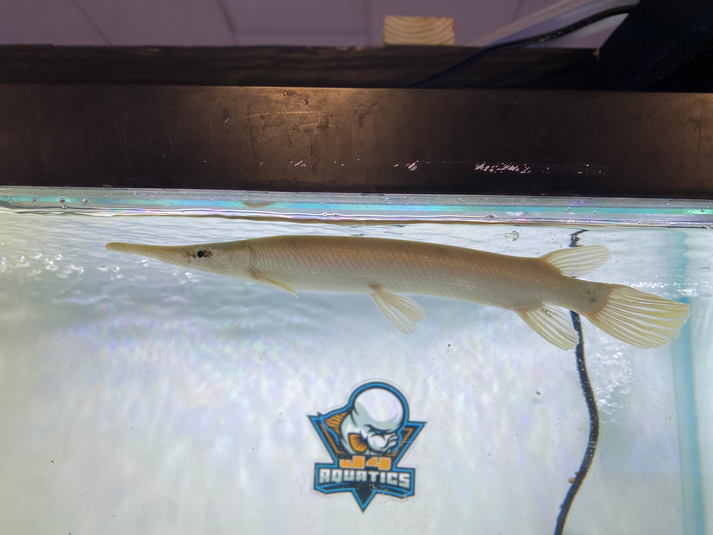 Marbled Golden Florida Gar 7"