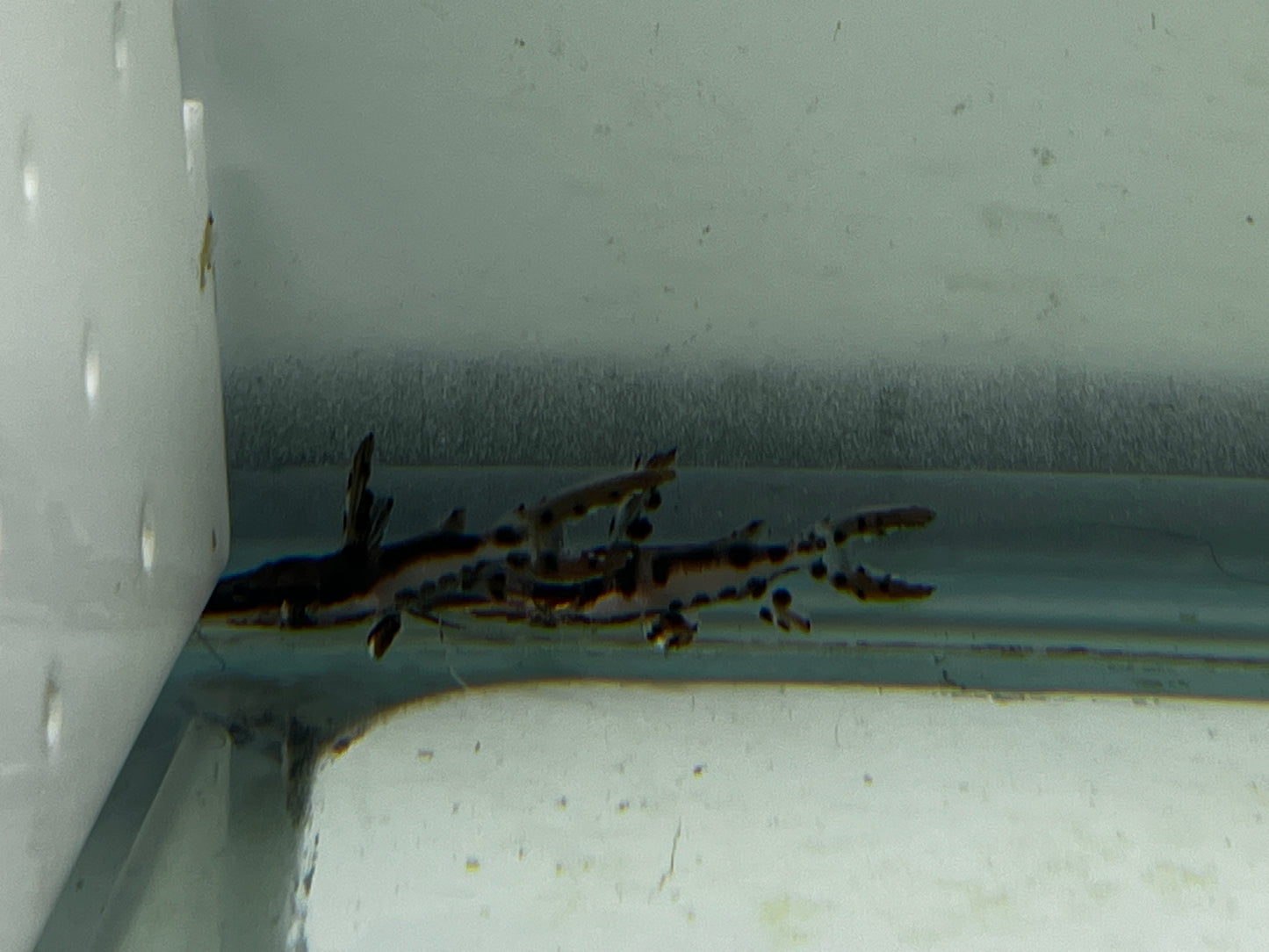 Shortbody Tiger Shovelnose Catfish 2"